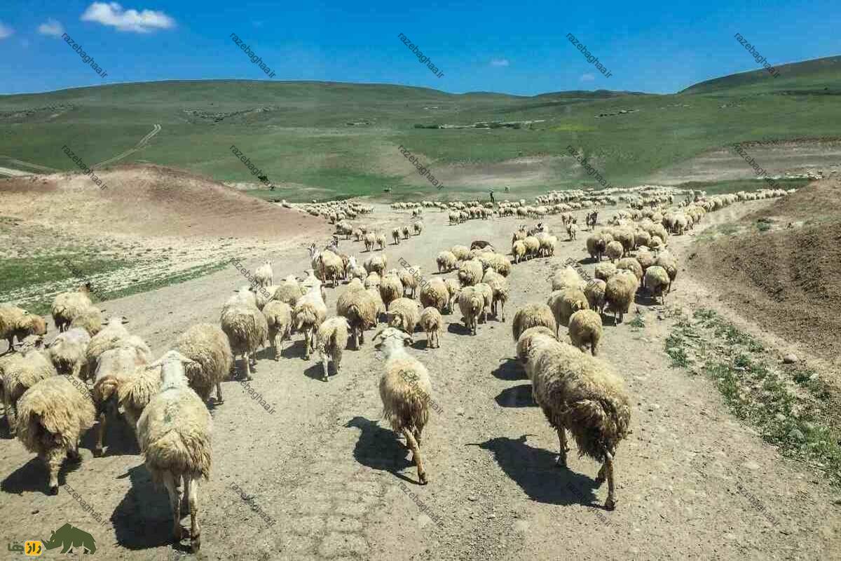 گوسفند لزگی؛ گوسفند داغستانی که استاد حرکت روی صخرهها و سطوح شیبدار است گوسفند لزگی؛ گوسفند داغستانی که استاد حرکت روی صخرهها و سطوح شیبدار است