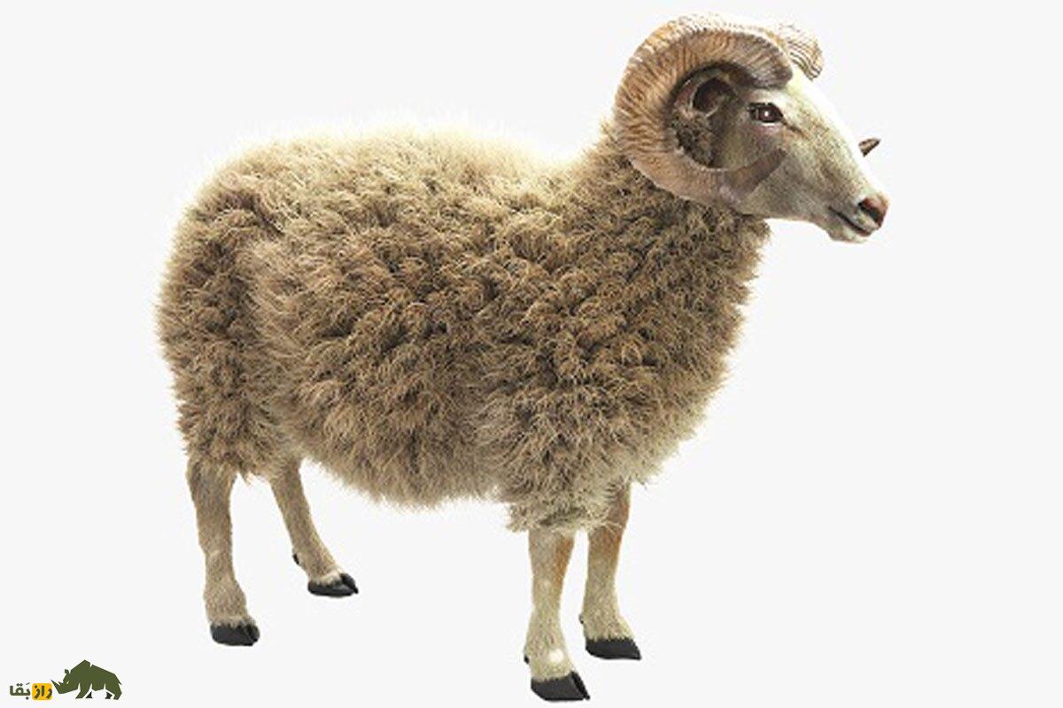 شک وهار؛ به گوسفند نر و درشت هیکل که برای جفتگیری در گله استفاده میشود چه میگویند؟ قوچ