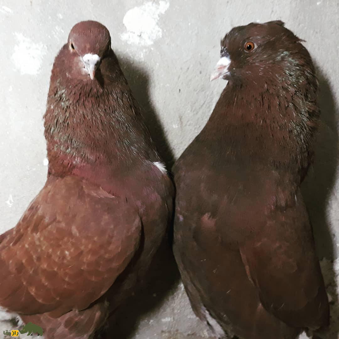 کبوتر سرخ؛ کبوتر بلندپرواز ایرانی که عاشقان زیادی در بین کبوترپروران دارد کبوتر سرخ؛ کبوتر بلندپرواز ایرانی که عاشقان زیادی در بین کبوترپروران دارد