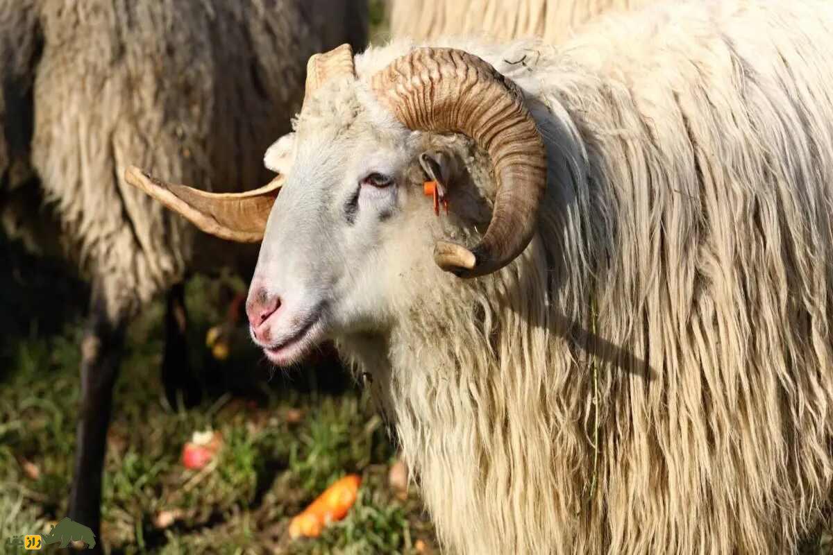 گوسفند نر یا قوچ گوسفند نر یا قوچ