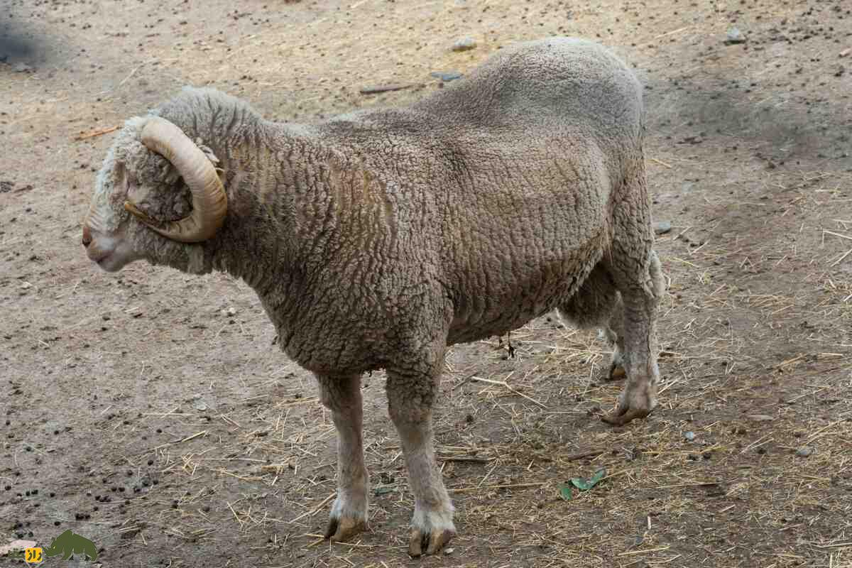 گوسفند نر یا قوچ گوسفند نر یا قوچ