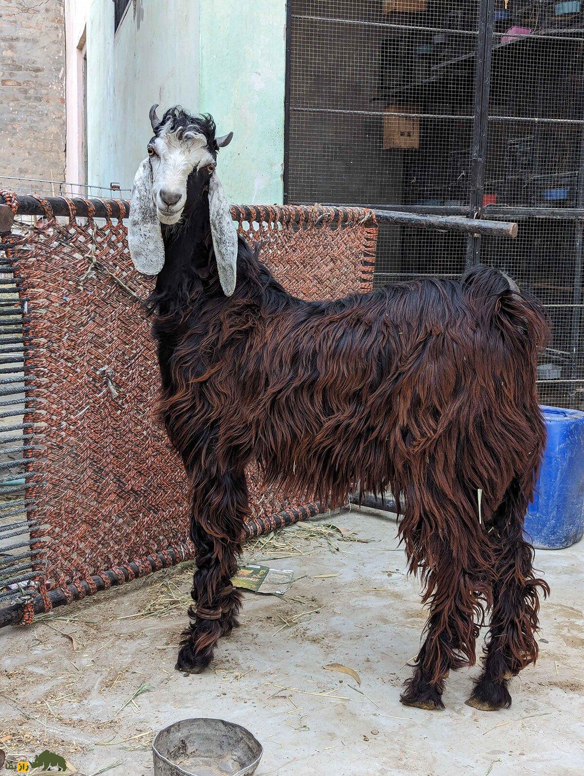 بز ناچی؛ بز منحصر به فرد پاکستانی که به خاطر رقصیدنش پرورش داده می‌شود