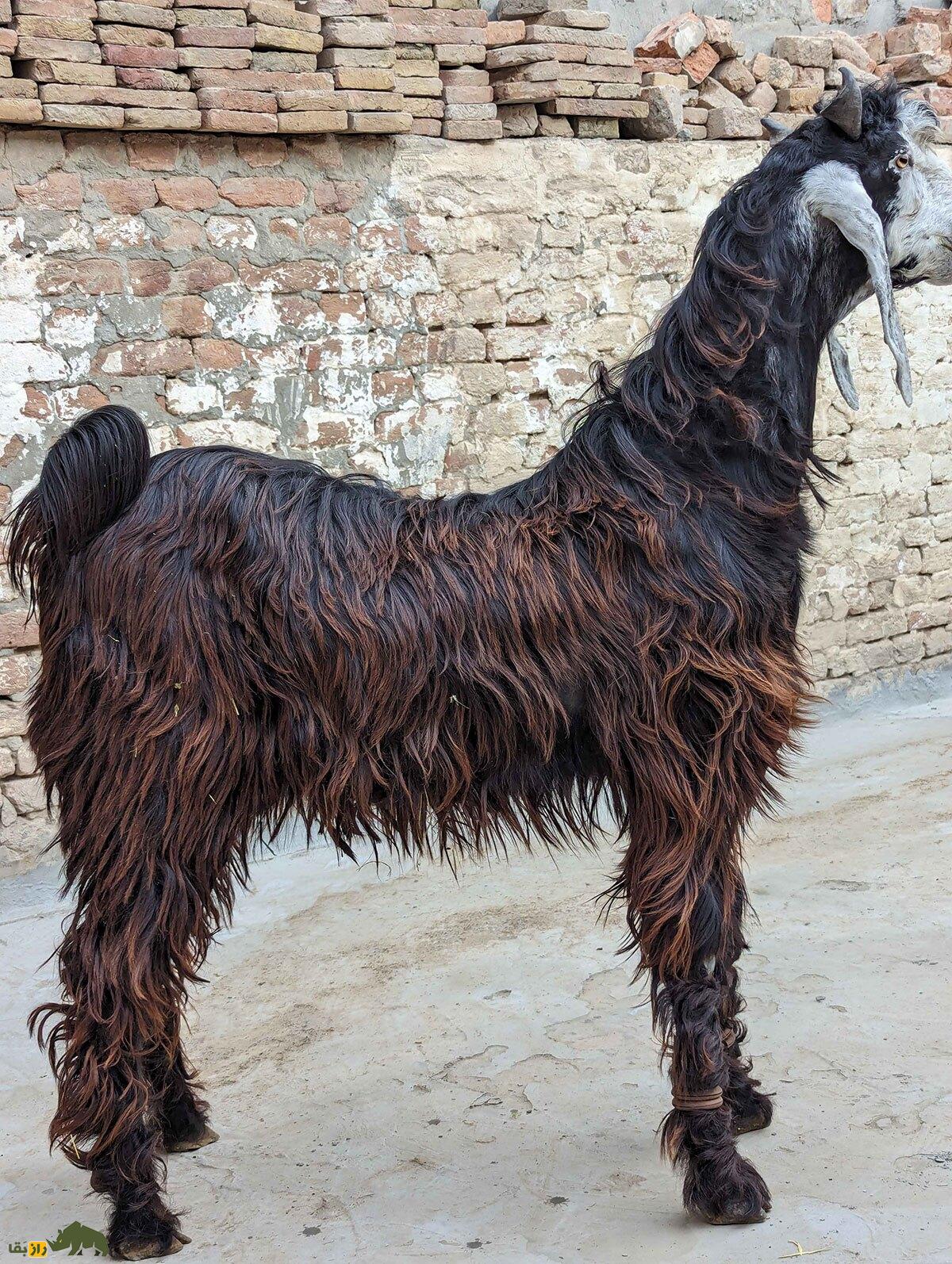 بز ناچی؛ بز منحصر به فرد پاکستانی که به خاطر رقصیدنش پرورش داده می‌شود