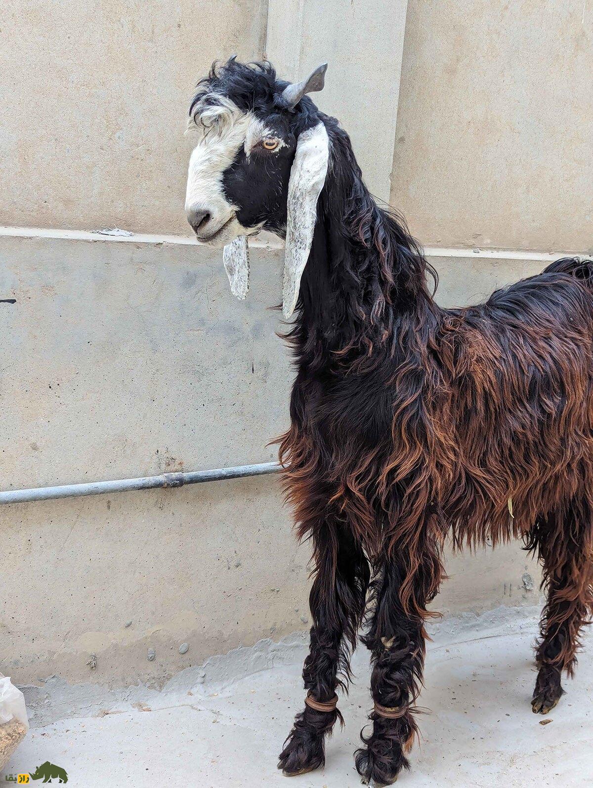 بز ناچی؛ بز منحصر به فرد پاکستانی که به خاطر رقصیدنش پرورش داده می‌شود