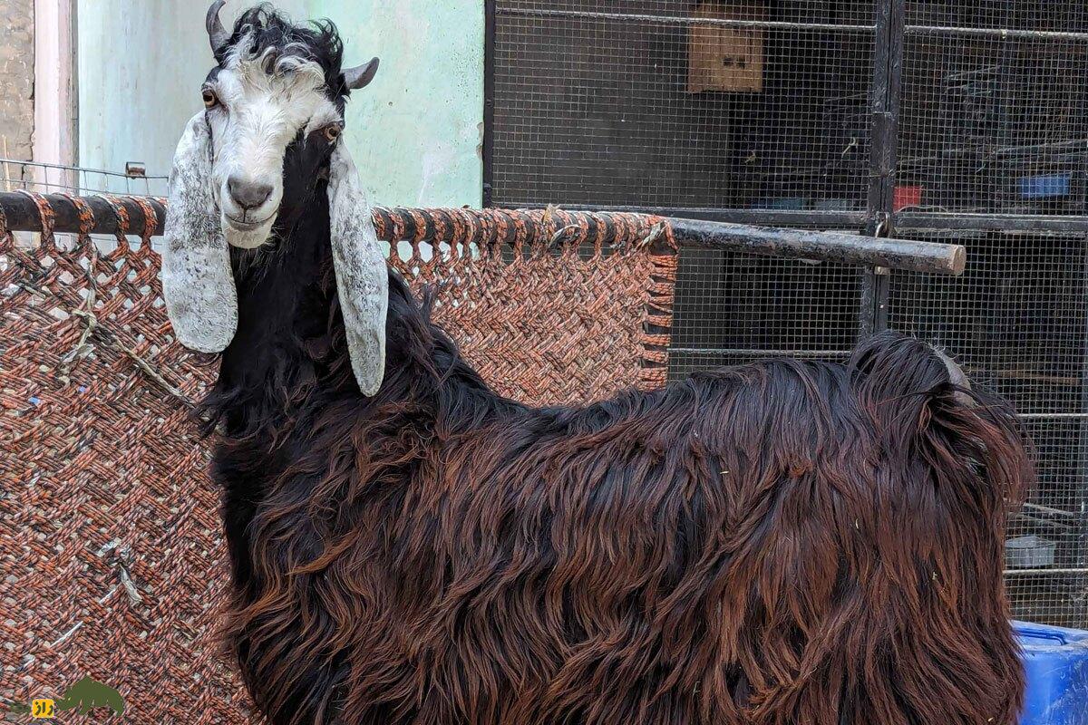 بز ناچی؛ بز منحصر به فرد پاکستانی که به خاطر رقصیدنش پرورش داده می‌شود