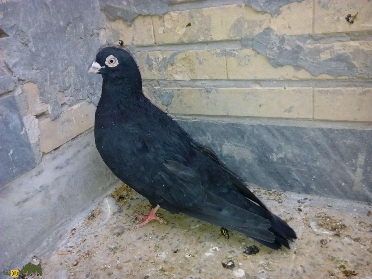 انواع نژاد کبوتر در ایران از ریحانی تا طوقی؛ کدام شهر ایران بهترین کبوترها را دارد؟ یک کبوتر سیاه یا زاغ