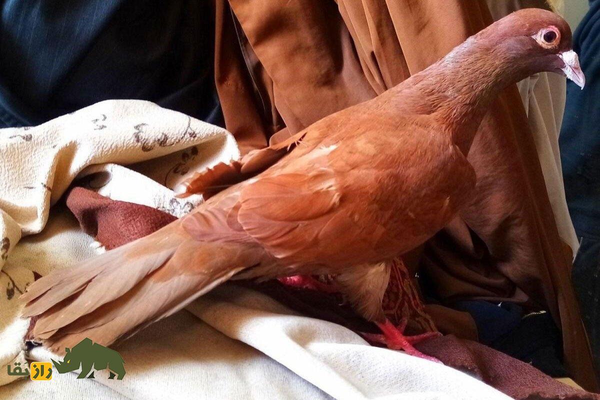 انواع نژاد کبوتر در ایران از ریحانی تا طوقی؛ کدام شهر ایران بهترین کبوترها را دارد؟ کبوتر سرخ