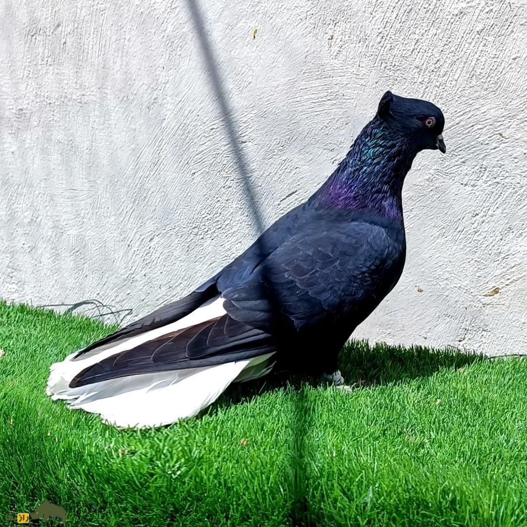 انواع نژاد کبوتر در ایران از ریحانی تا طوقی؛ کدام شهر ایران بهترین کبوترها را دارد؟ کبوتر زاغ دم سفید