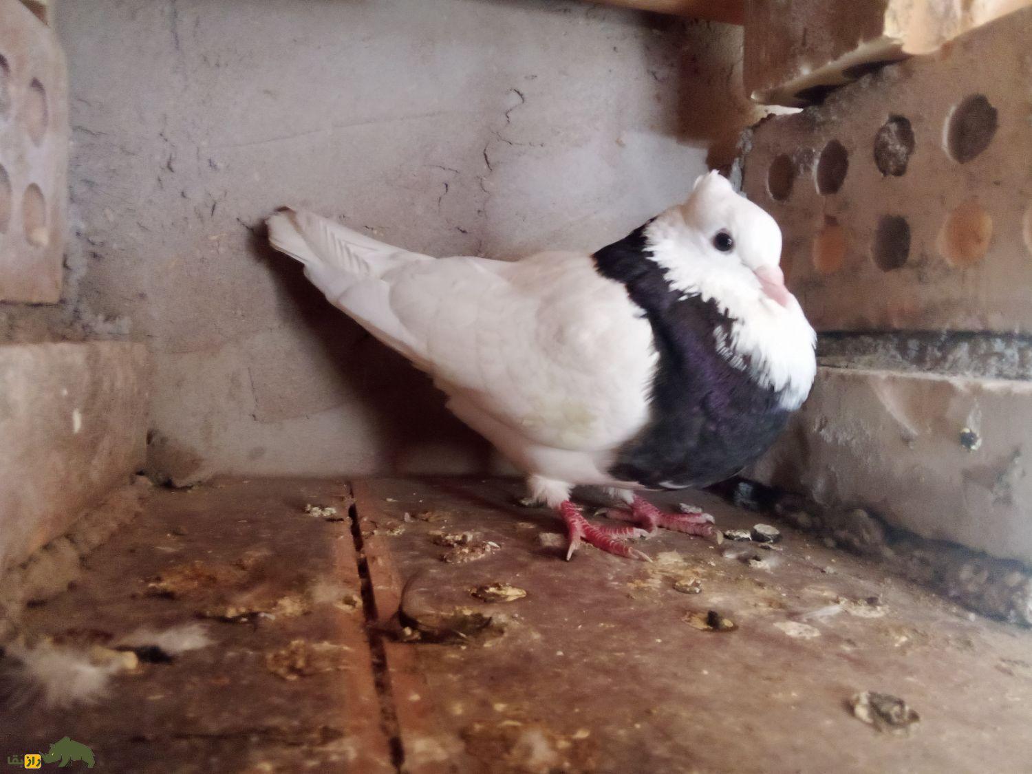 انواع نژاد کبوتر در ایران از ریحانی تا طوقی؛ کدام شهر ایران بهترین کبوترها را دارد؟ یک کبوتر طوقی با طوق سیاه و پرهای یکدست سفید در یک گنجه کبوتر