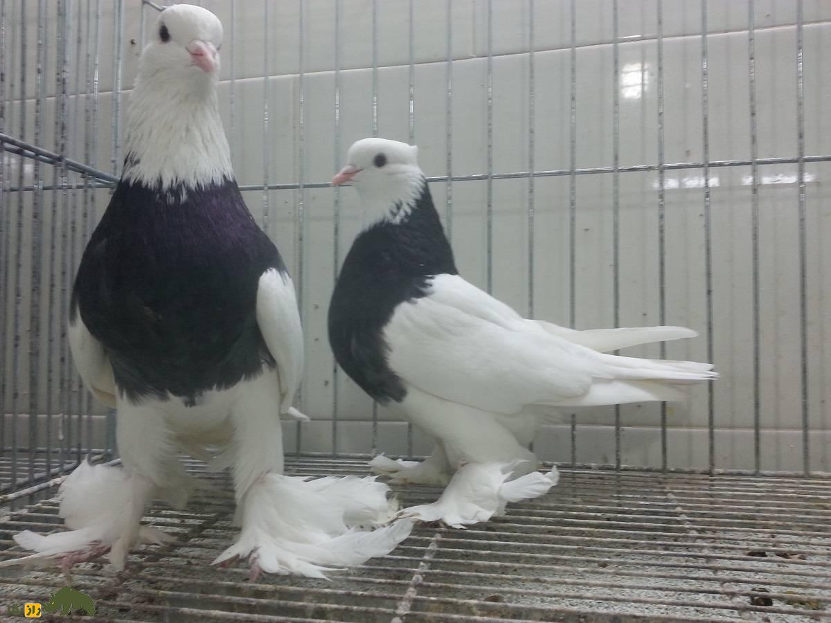 انواع نژاد کبوتر در ایران از ریحانی تا طوقی؛ کدام شهر ایران بهترین کبوترها را دارد؟ دو کبوتر طوقی در یک قفس