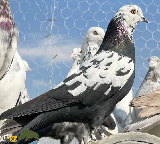 انواع نژاد کبوتر در ایران از ریحانی تا طوقی؛ کدام شهر ایران بهترین کبوترها را دارد؟ دو کبوتر سیاه با خال سفیدهای که در درون یک قفس بزرگ در پشت بام نگهداری میشوند