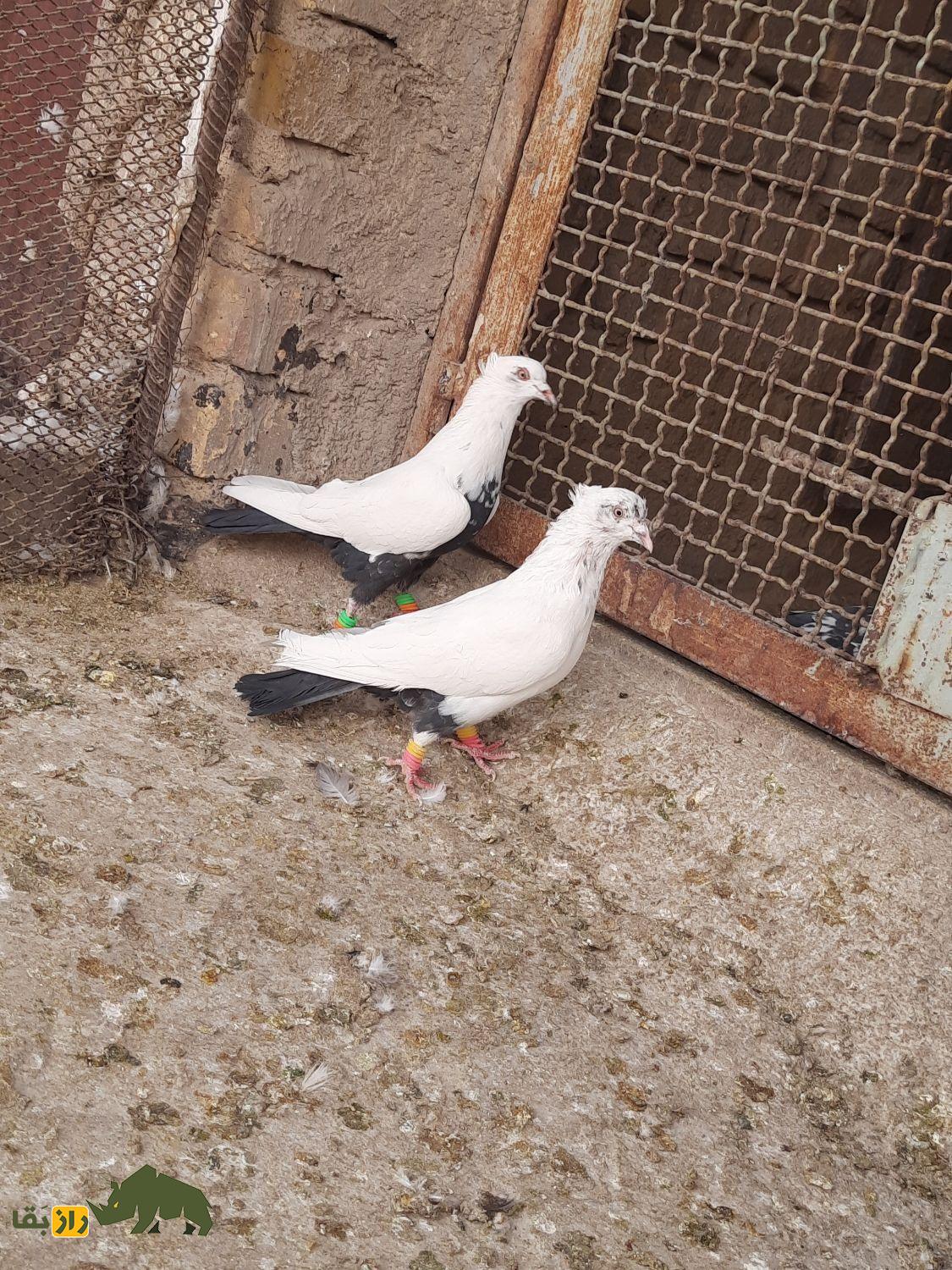 انواع نژاد کبوتر در ایران از ریحانی تا طوقی؛ کدام شهر ایران بهترین کبوترها را دارد؟ دو کبوتر سفید دم سیاه در یک گنجه نگهداری کبوتر