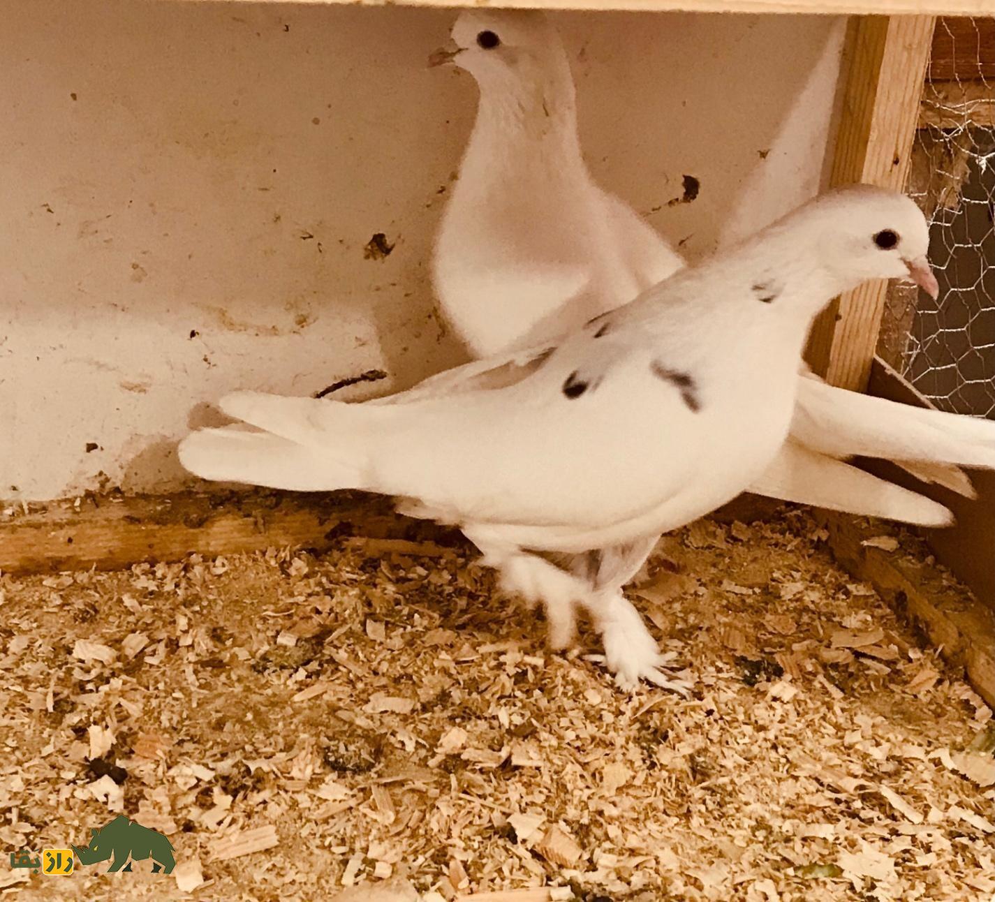 انواع نژاد کبوتر در ایران از ریحانی تا طوقی؛ کدام شهر ایران بهترین کبوترها را دارد؟ کبوتر پاپر سفید