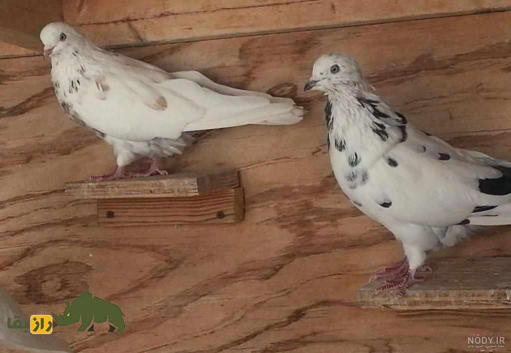 انواع نژاد کبوتر در ایران از ریحانی تا طوقی؛ کدام شهر ایران بهترین کبوترها را دارد؟ دو کبوتر سفید با خالهای سیاه نشسته روی یک تکه چوب در یک قفس