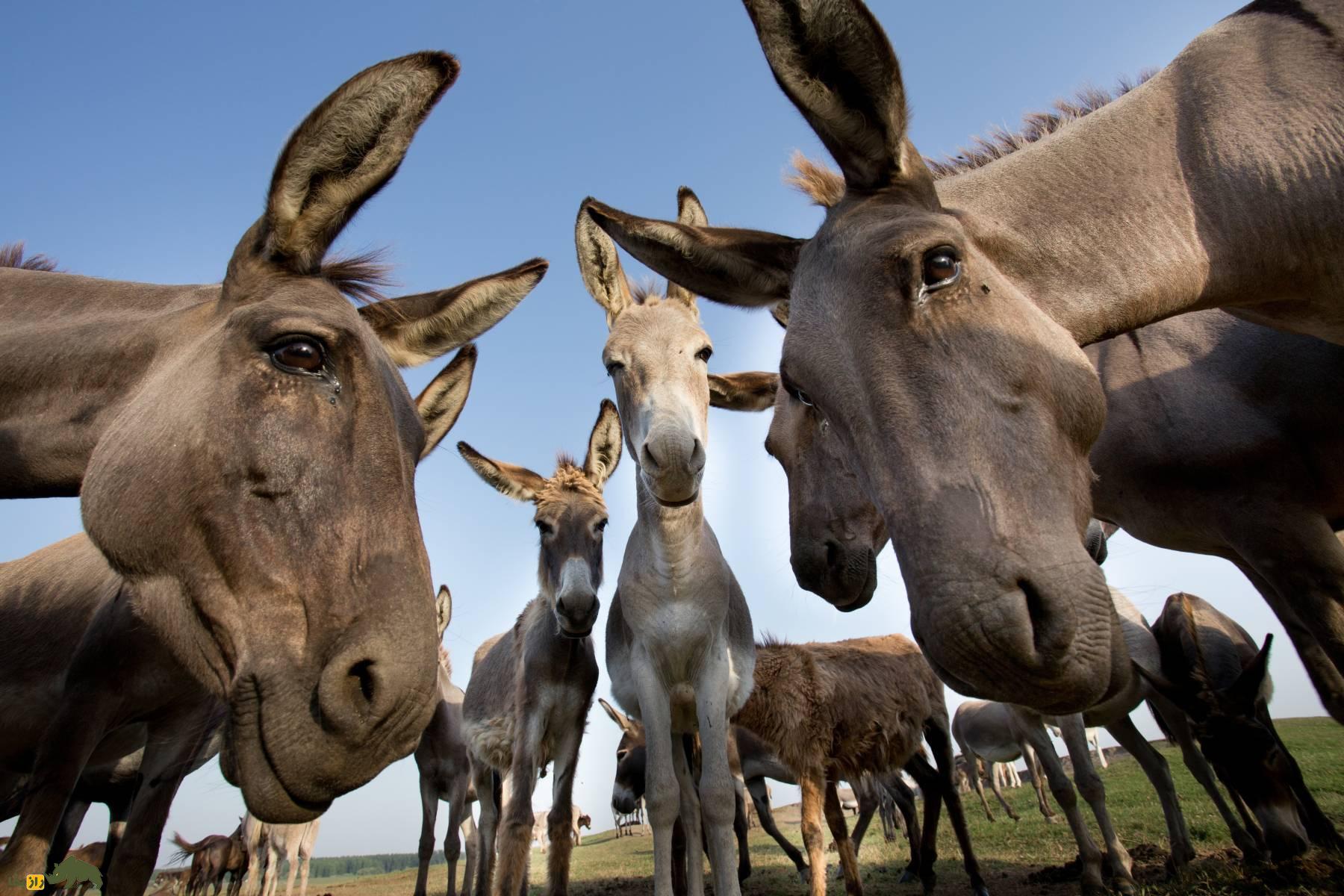 چندین الاغ و قاطر که سرشان را به دوربین عکاسی نزدیک کرده اند