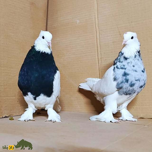 دو کبوتر طوقی کاشان در یک کارتن مخصوص حمل کبوتر