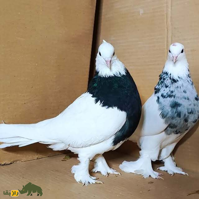 دو کبوتر طوقی کاشان