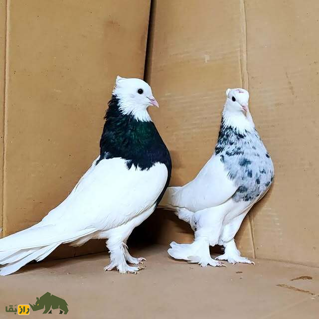 دو کبوتر طوقی در یک کارتن مخصوص حمل کبوتر