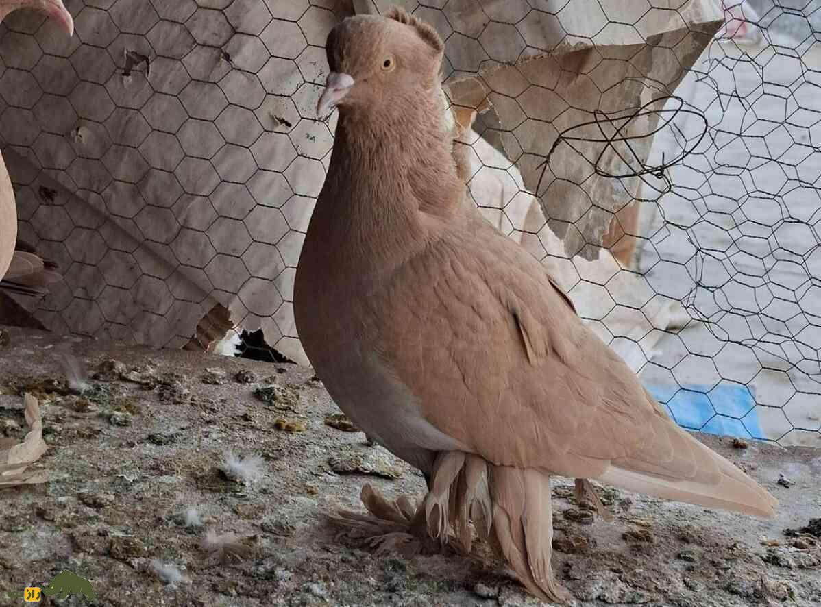 کبوتر راعبی؛ کبوتر کربلایی که ذکر یا حسین میگوید و شیاطین را دفع میکند کبوتر راعبی؛ کبوتر کربلایی که ذکر یا حسین میگوید و شیاطین را دفع میکند