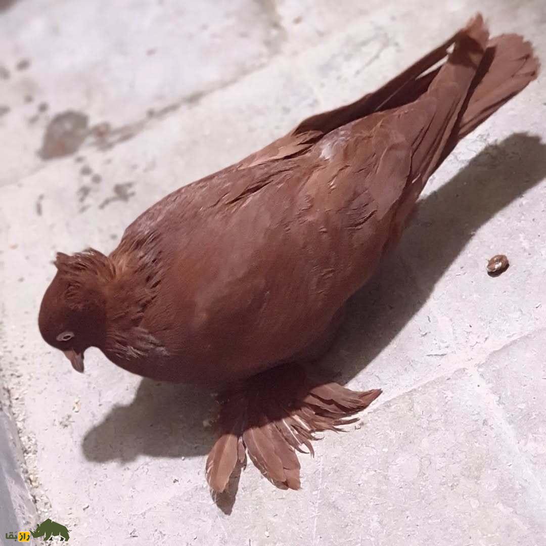 کبوتر راعبی؛ کبوتر کربلایی که ذکر یا حسین میگوید و شیاطین را دفع میکند کبوتر راعبی؛ کبوتر کربلایی که ذکر یا حسین میگوید و شیاطین را دفع میکند