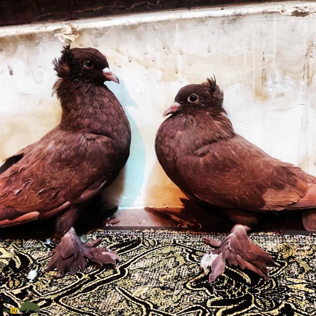 کبوتر راعبی؛ کبوتر کربلایی که ذکر یا حسین میگوید و شیاطین را دفع میکند کبوتر راعبی؛ کبوتر کربلایی که ذکر یا حسین میگوید و شیاطین را دفع میکند