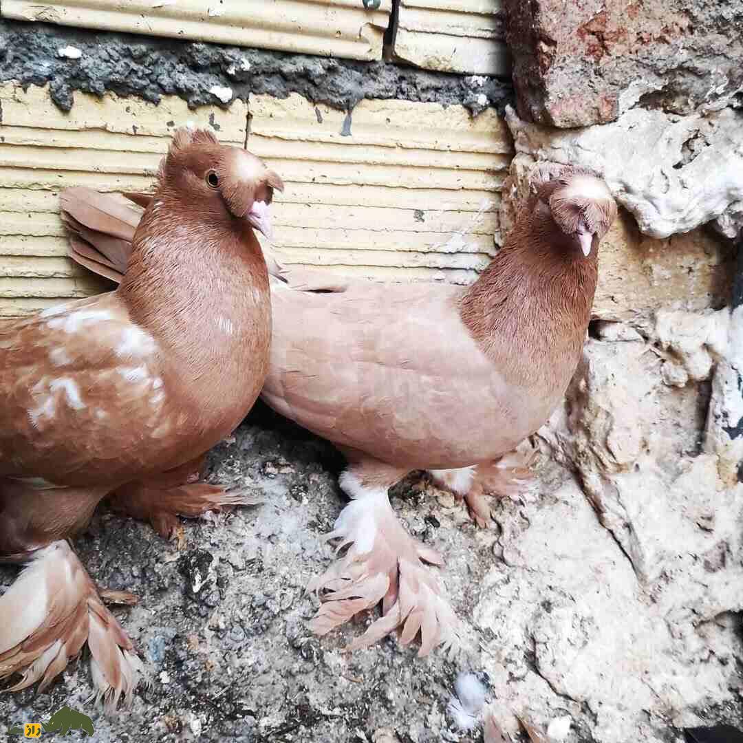کبوتر راعبی؛ کبوتر کربلایی که ذکر یا حسین میگوید و شیاطین را دفع میکند کبوتر راعبی؛ کبوتر کربلایی که ذکر یا حسین میگوید و شیاطین را دفع میکند