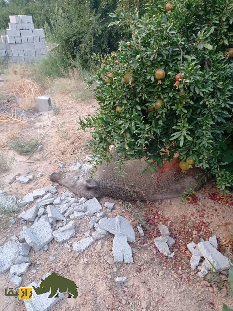 خوردن گراز در ایران خوردن گراز در ایران