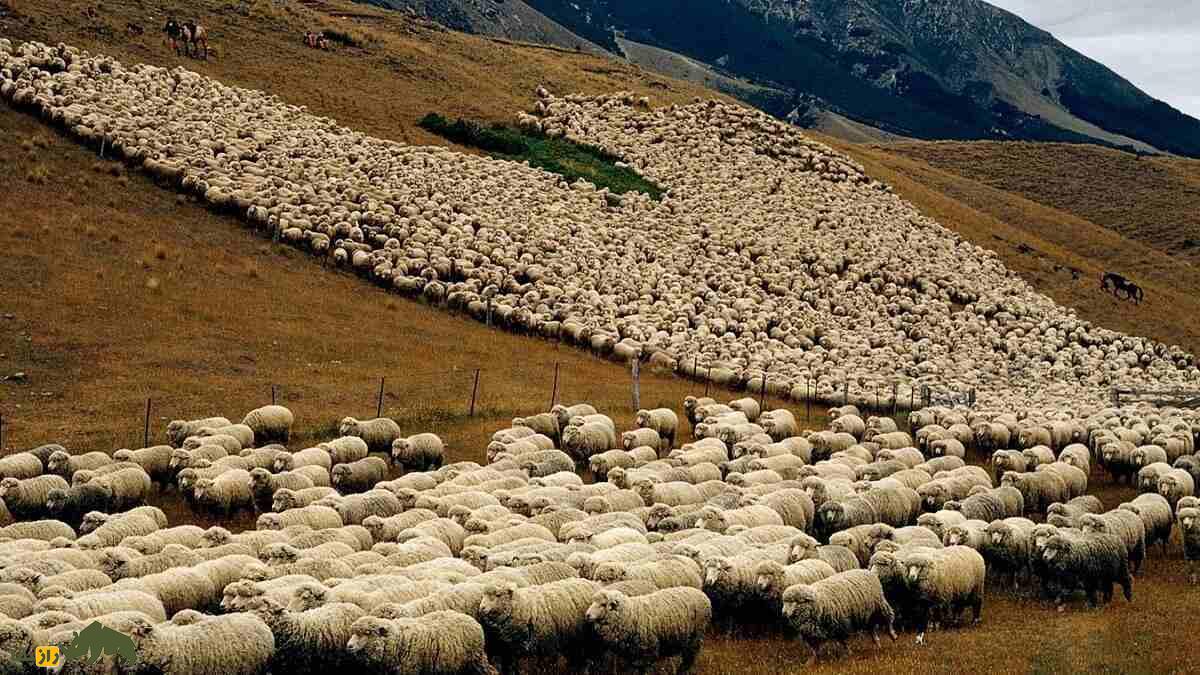 گوسفند گارادولاگ؛ غول پربازده که پادشاه مراتع کوهستانی آذربایجان است گوسفند گارادولاگ؛ غول پربازده که پادشاه مراتع کوهستانی آذربایجان است