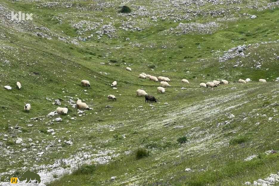 گوسفند گارادولاگ؛ غول پربازده که پادشاه مراتع کوهستانی آذربایجان است گوسفند گارادولاگ؛ غول پربازده که پادشاه مراتع کوهستانی آذربایجان است