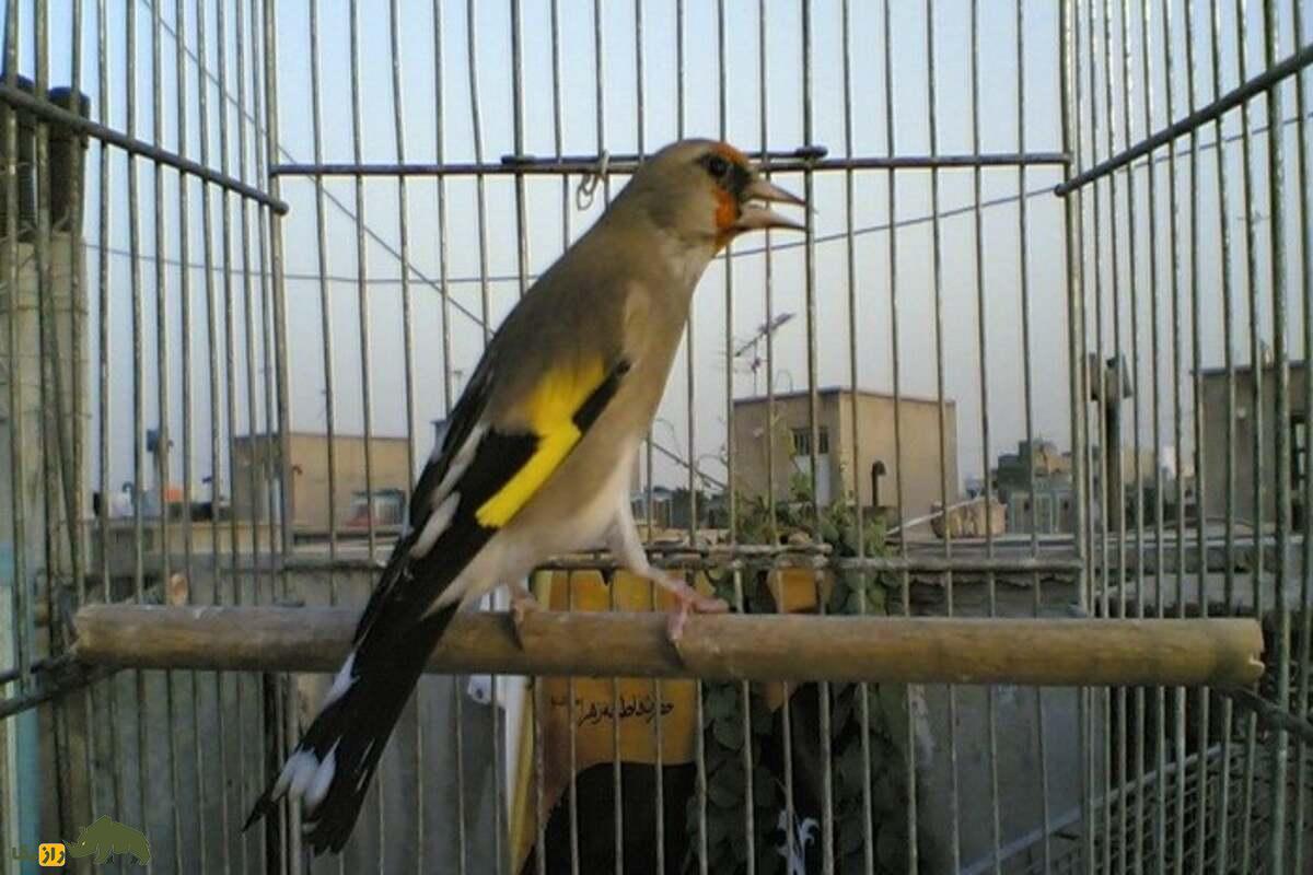سهره کرمانی؛ پرندهای خوشآواز و محبوب در میان علاقهمندان سهره کرمانی؛ پرندهای خوشآواز و محبوب در میان علاقهمندان
