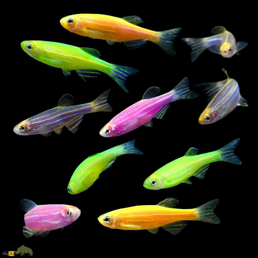 آیا حیوانات میتوانند مانند انسانها عاشق شوند؟ گورخر ماهی