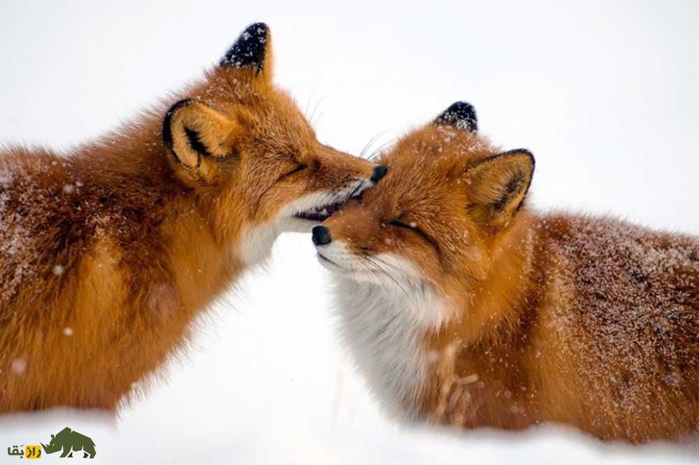 آیا حیوانات میتوانند مانند انسانها عاشق شوند؟ دو روباه برفی در میان برف ها در حال نوازش کردن یکدیگر