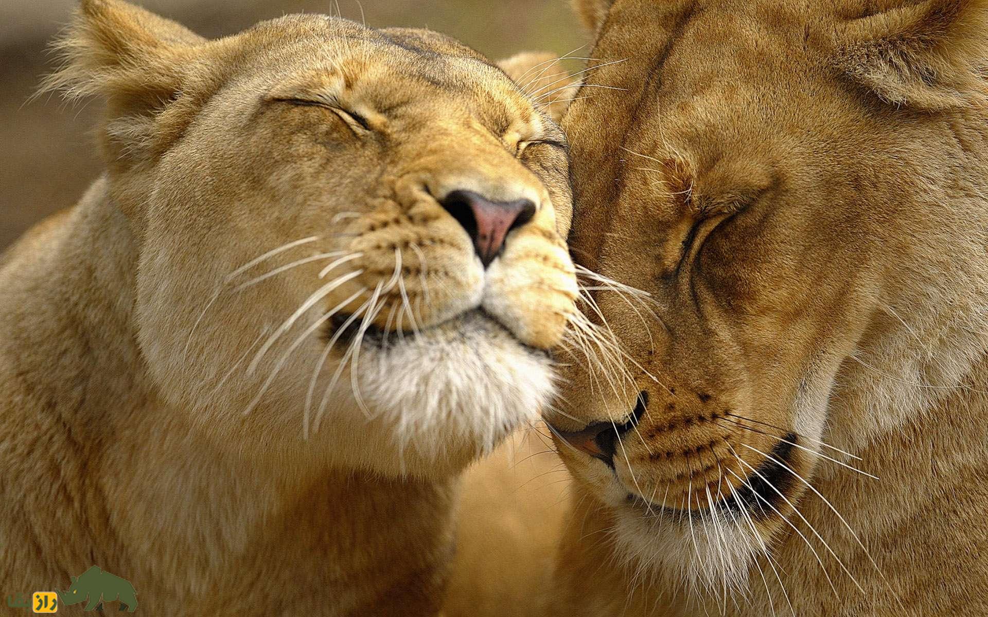 آیا حیوانات میتوانند مانند انسانها عاشق شوند؟ دو شیر در حال عشق نوازش کردن یکدیگر