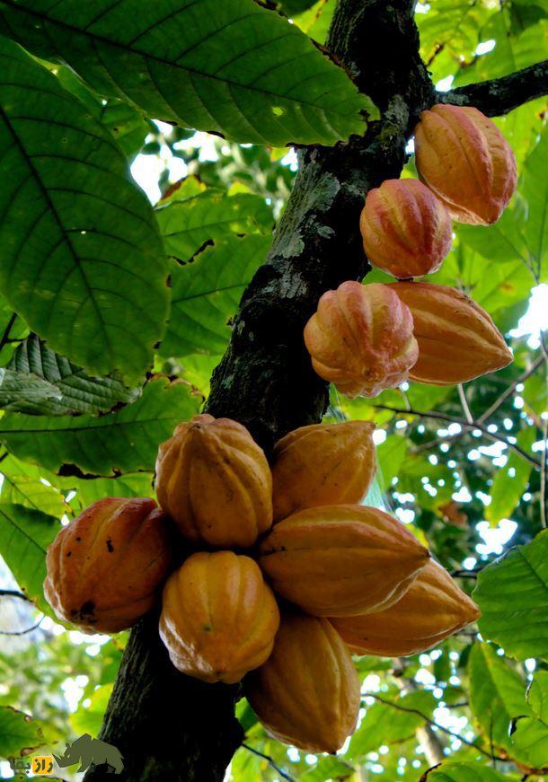عجیبترین داروهای تقویت قوای جنسی؛ شاخ کرگدن، مار ماهی و مگس اسپانیایی! میوه های درخت کاکائو