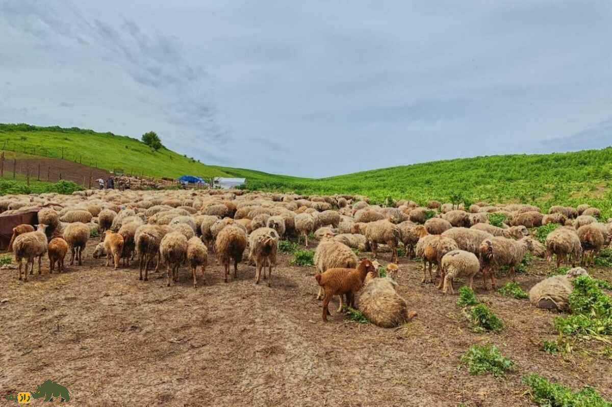 گوسفند شیروان؛ گوسفند باستانی و مشهور دشت مغان که سالی ۳ کیلو پشم تولید می‌کند