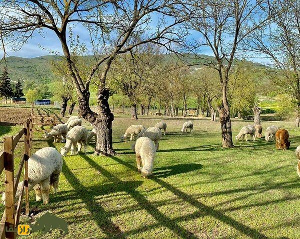 گوسفند شیروان؛ گوسفند معروف دشت مغان که سالی ۳ کیلو پشم تولید میکند گوسفند شیروان؛ گوسفند معروف دشت مغان که سالی ۳ کیلو پشم تولید میکند