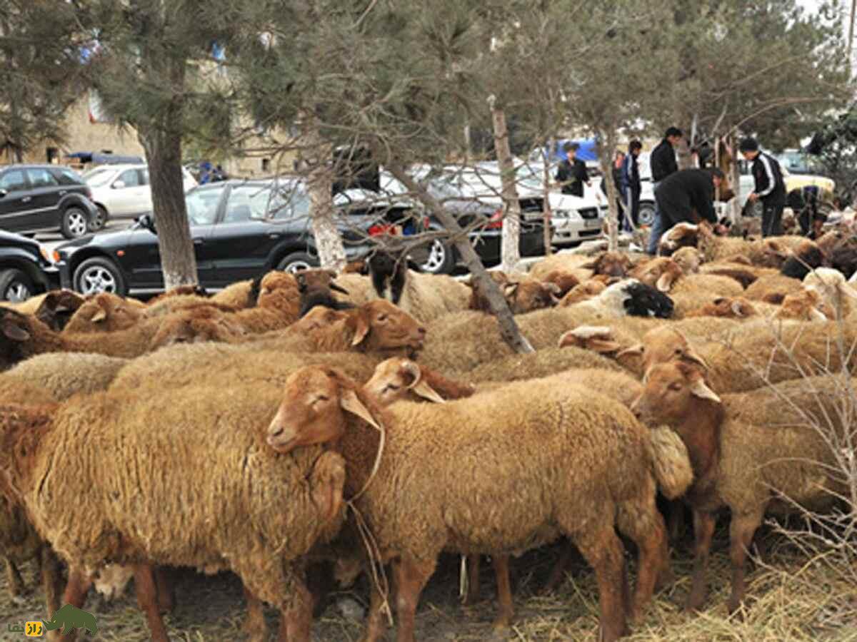 گوسفند شیروان؛ گوسفند معروف دشت مغان که سالی ۳ کیلو پشم تولید میکند گوسفند شیروان؛ گوسفند معروف دشت مغان که سالی ۳ کیلو پشم تولید میکند