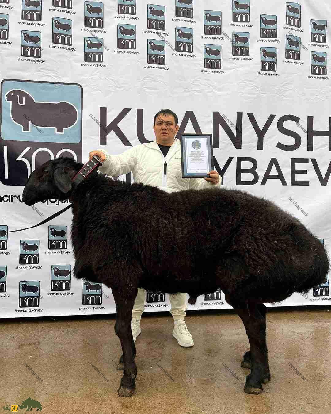 گوسفند آراشان؛ گوسفند قرقیزستانی ۲۰۰ کیلویی که سنگینترین گوسفند جهان است و ۱۹ میلیارد تومان قیمت دارد! مردی گردنبد چرمی کلفتی دور گردن یک گوسفند سیاه غولپیکر انداخته است
