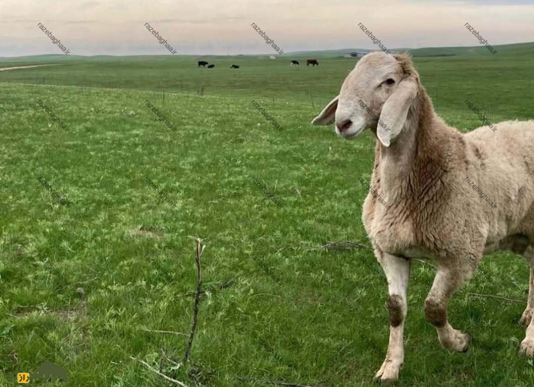 گوسفند آراشان؛ گوسفند قرقیزستانی ۲۰۰ کیلویی که سنگینترین گوسفند جهان است و ۱۹ میلیارد تومان قیمت دارد! گوسفند آراشان؛ گوسفند قرقیزستانی در میان علفزار سر سبز