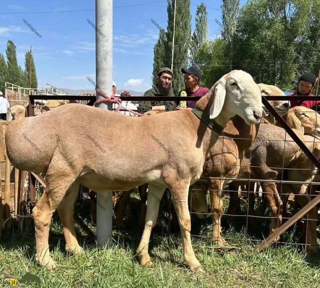 گوسفند آراشان؛ گوسفند قرقیزستانی ۲۰۰ کیلویی که سنگینترین گوسفند جهان است و ۱۹ میلیارد تومان قیمت دارد! گوسفند آراشان گوسفند قرقیزستانی در یک فنس و افرادی آن را تماشا می کنند
