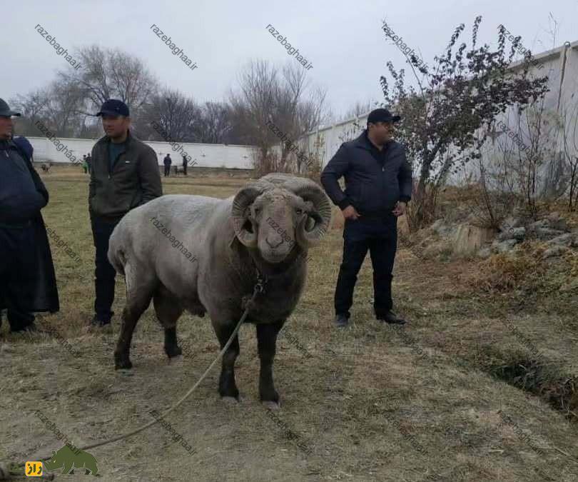 گوسفند آراشان؛ گوسفند قرقیزستانی ۲۰۰ کیلویی که سنگینترین گوسفند جهان است و ۱۹ میلیارد تومان قیمت دارد! یک قوچ غول پیکر در میان یک باغ و چند کرد قزاق که آن را تماشا می کنند