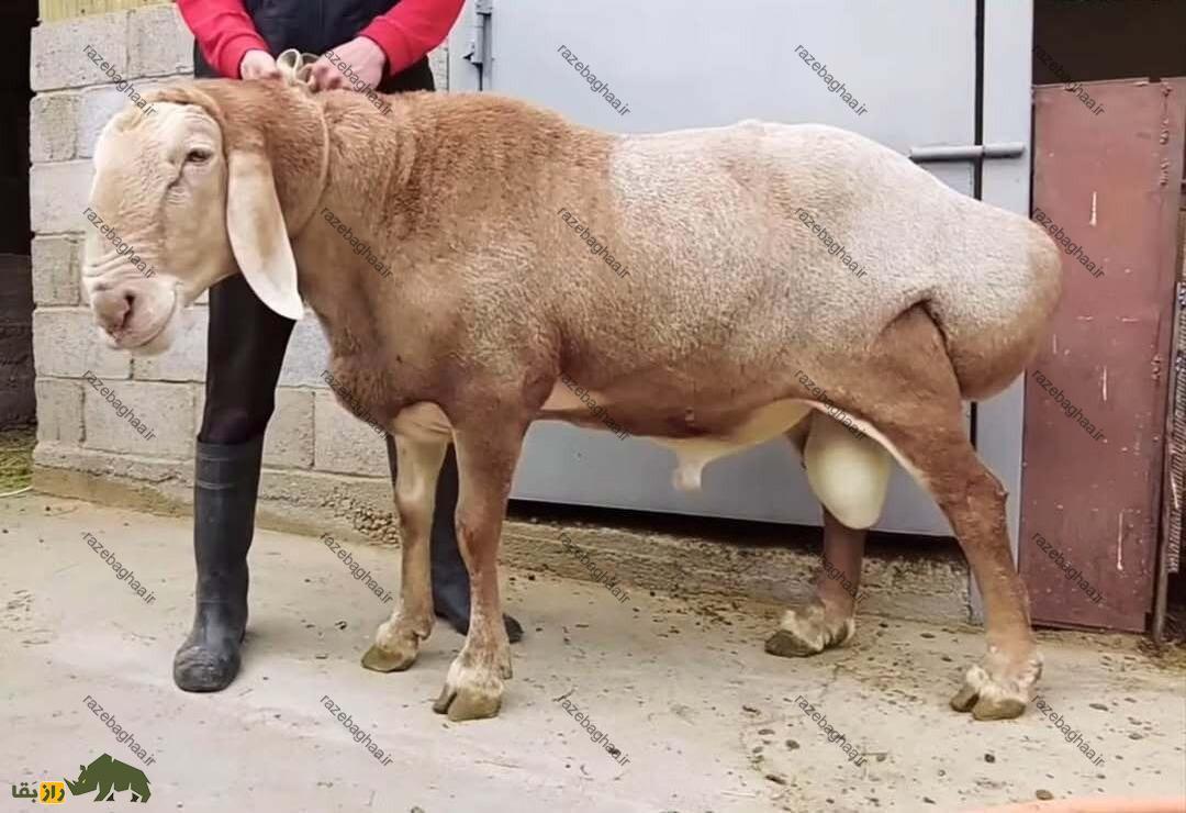 گوسفند آراشان؛ گوسفند قرقیزستانی ۲۰۰ کیلویی که سنگینترین گوسفند جهان است و ۱۹ میلیارد تومان قیمت دارد! گوسفند آراشان یک گوسفند درشت هیکل قزاقستانی