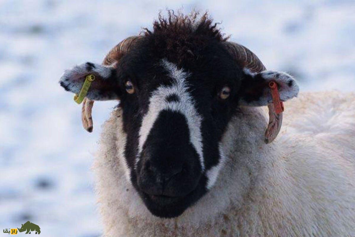 همه چیز درباره گوسفند (Sheep)؛ انواع نژاد‌های گوسفند ایرانی و خارجی را بشناسید