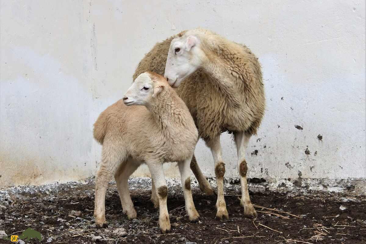 گوسفند کارادولاخ