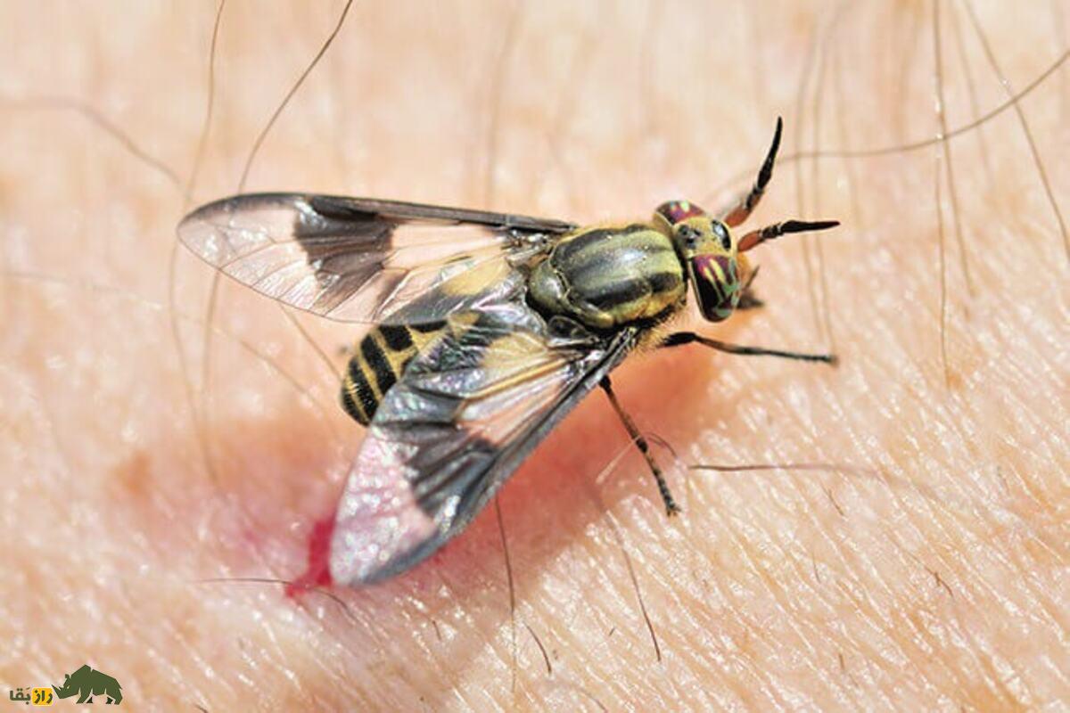 چرا مگسها به انسان جذب میشوند؟ چرا مگسها به انسان جذب میشوند؟