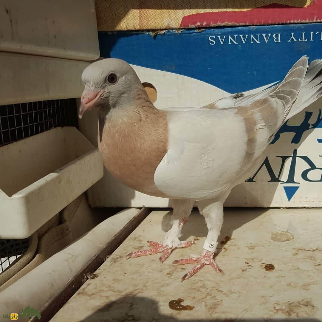 کبوتر ریحانی؛ کبوتر معروف تبریزی که عاشق صاحبش است کبوتر ریحانی؛ کبوتر معروف تبریزی که عاشق صاحبش است