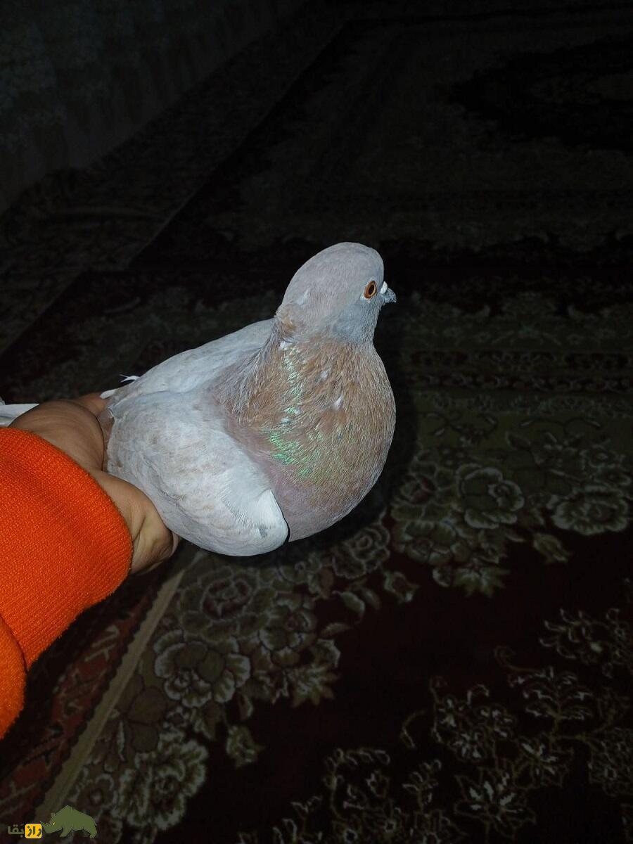 کبوتر ریحانی؛ کبوتر معروف تبریزی که عاشق صاحبش است کبوتر ریحانی؛ کبوتر معروف تبریزی که عاشق صاحبش است
