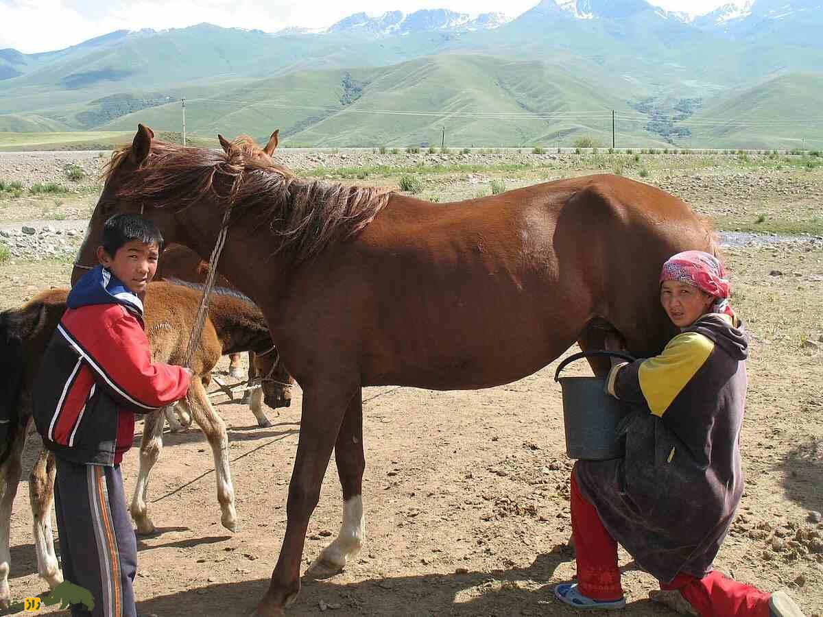 اسب قرقیز؛ اسب قرقیزستانی و خاص بازی «کوکبورو» که از شیر آن مشروبات الکلی تولید میشود اسب قرقیز؛ اسب قرقیزستانی و خاص بازی «کوکبورو» که از شیر آن مشروبات الکلی تولید میشود