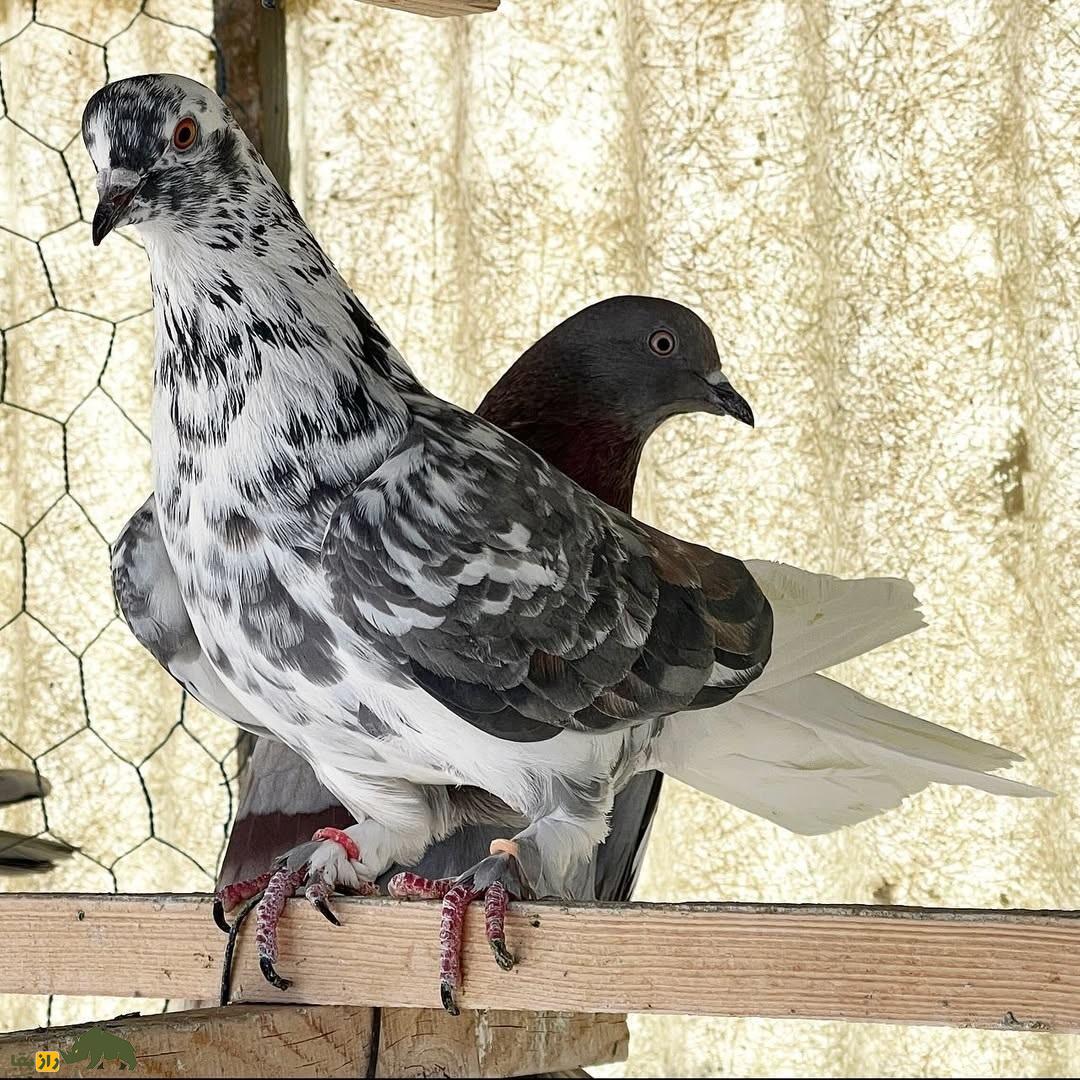 کبوتر پشت سنگی؛ نژادی مقاوم که پروازی استثنایی در آسمان ایران دارد