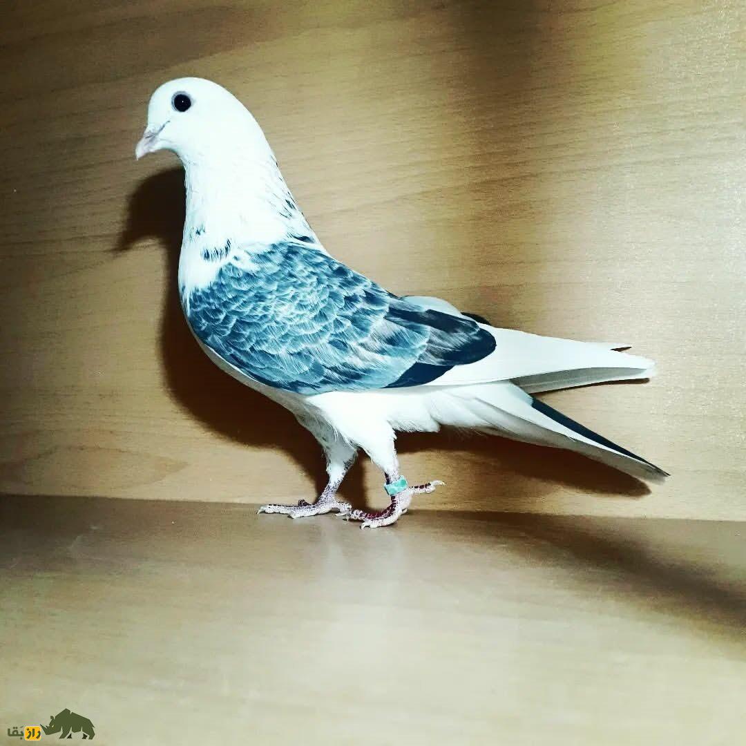 کبوتر پشت سنگی؛ نژادی مقاوم که پروازی استثنایی در آسمان ایران دارد